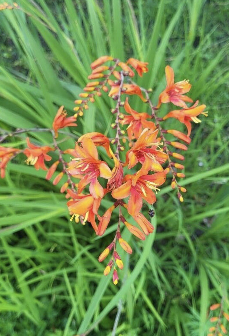 Falling Stars, Crocosmia Aurea, Valentine Flower – 10 seeds 2023 – USA