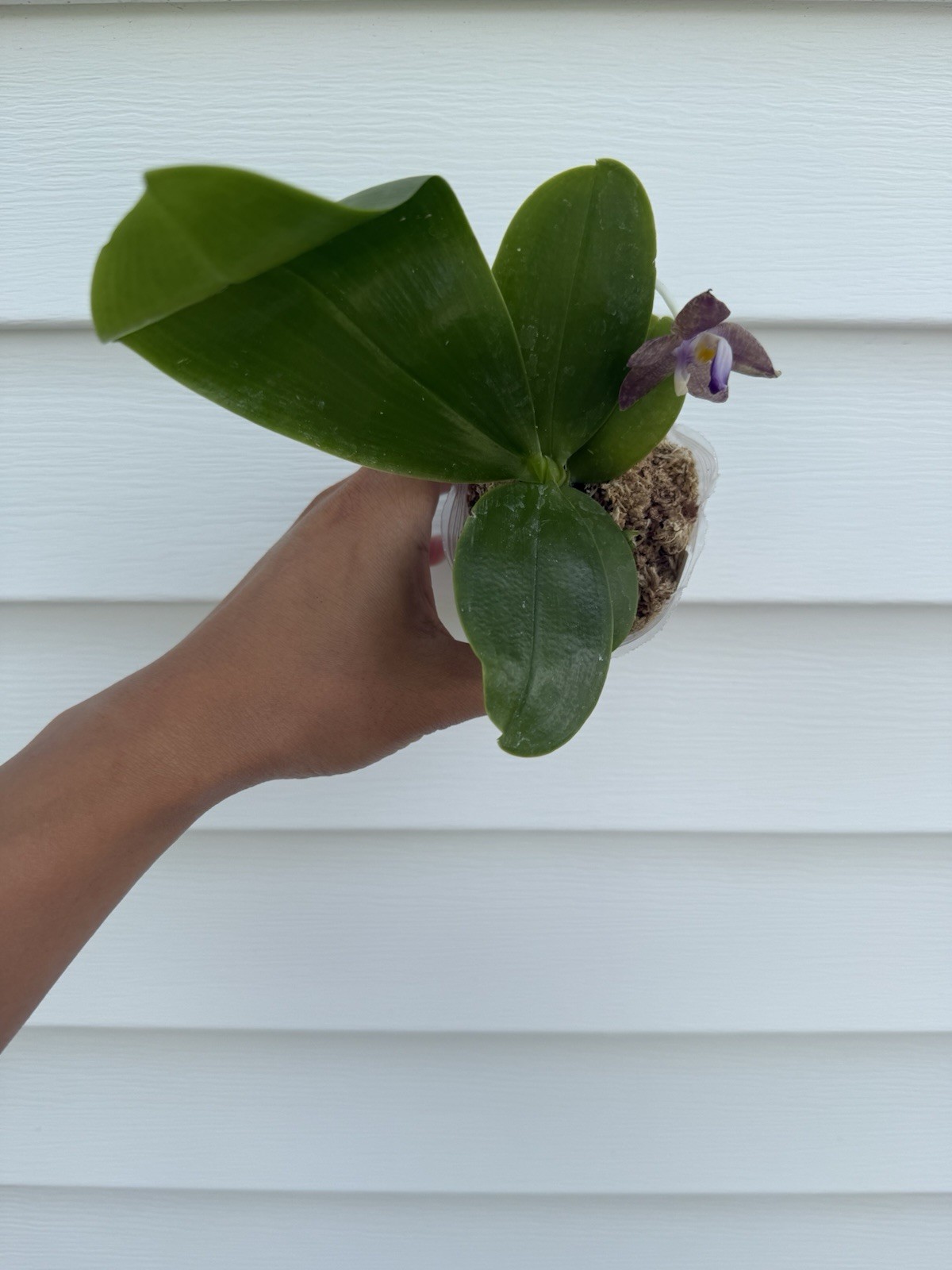 Phalaenopsis (Mainshow Blue Elf x Norman’s Blue Jennifer)