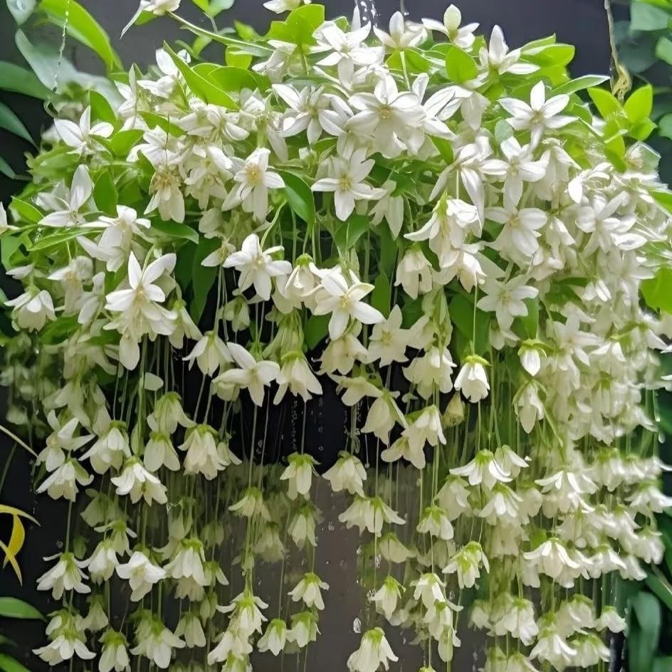 300+ Climbing Weeping Jasmine Seeds Fragrant Perennial Flower Non-GMO Garden