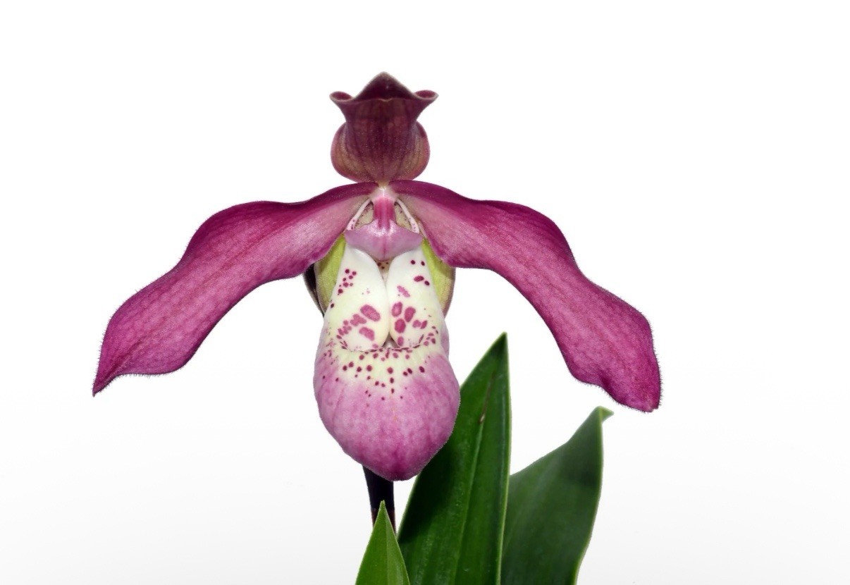 Phragmipedium Anahi Carchi Pink White Green Orchid Hybrid Tall Spikes 4” Pot
