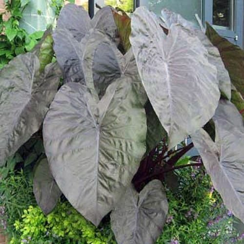 Diamond Head Elephant Ear – Colocasia esculenta – Live Plant