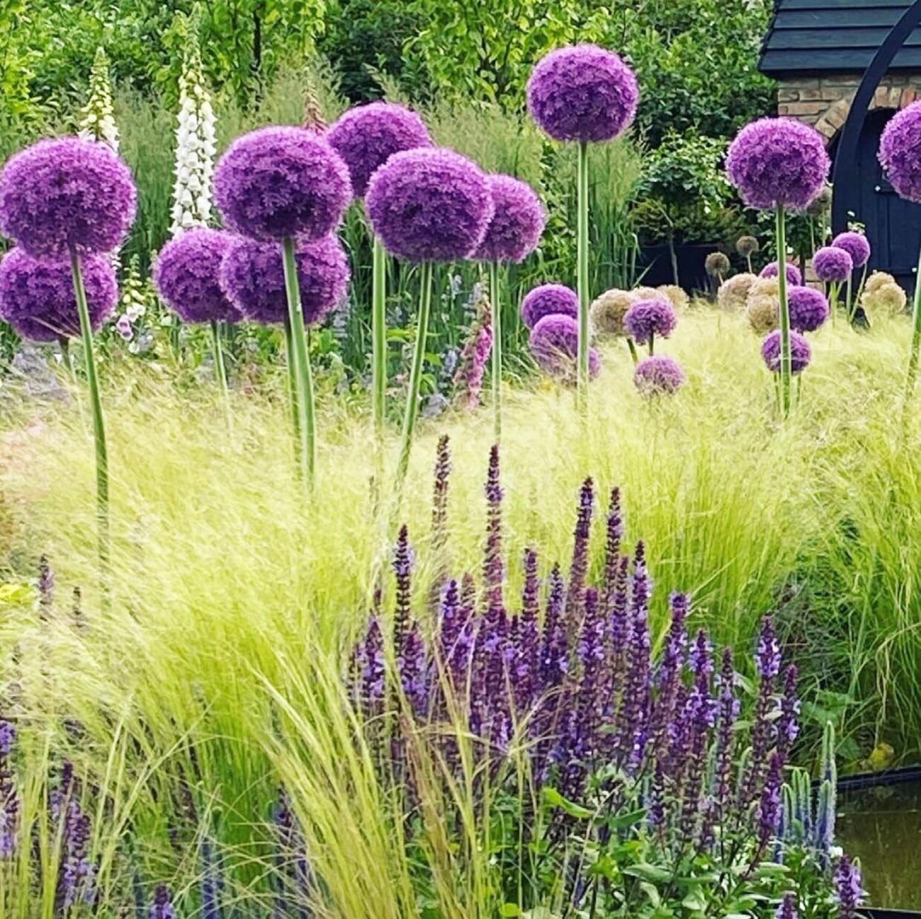 1000+ Purple Blue Rare Plant Flower Seed for Planting Giant Allium Seeds for …