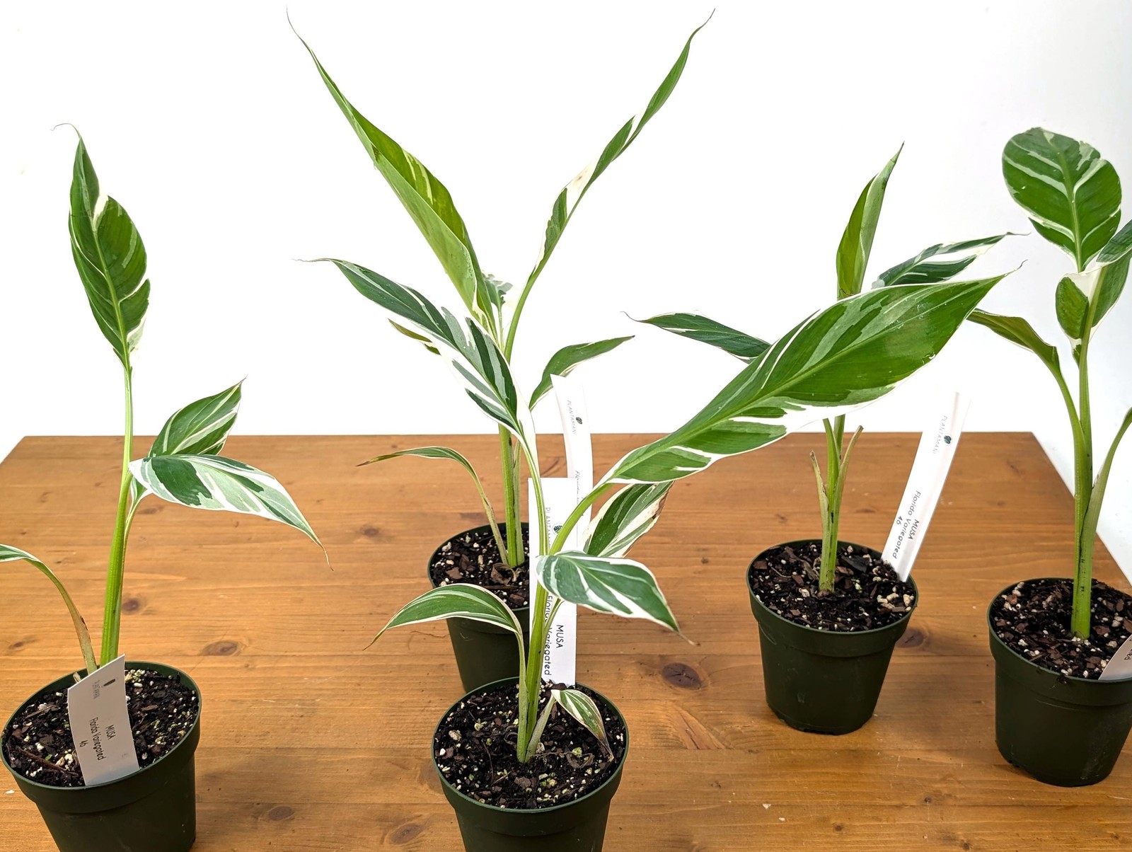Variegated Banana Musa Florida – Grows Edible Fruit – Variegated Bananas! Can