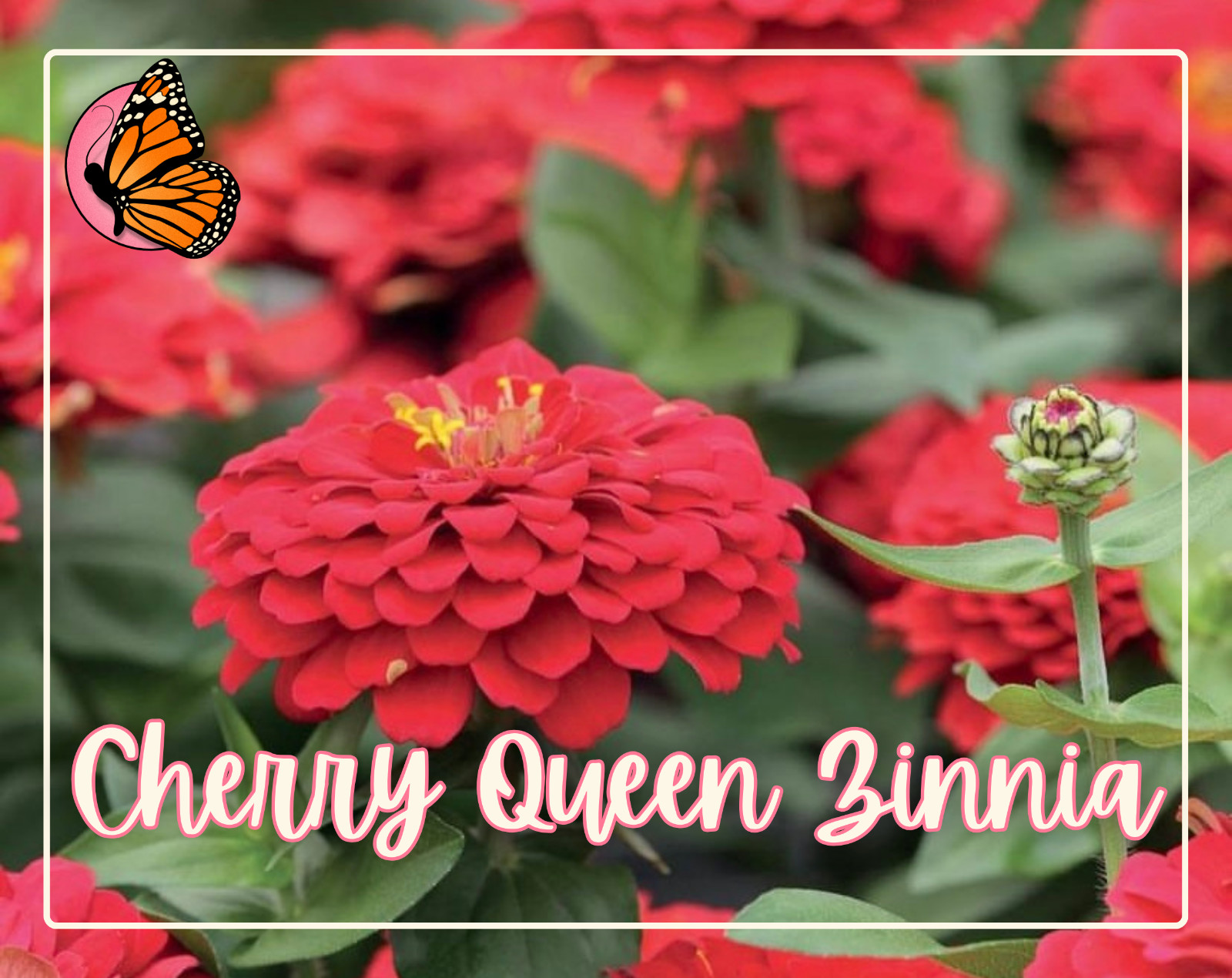 ANNUAL FLOWERS SEED BUNDLE | 12 Unique Seed Packets for Annual Flower Gardening!