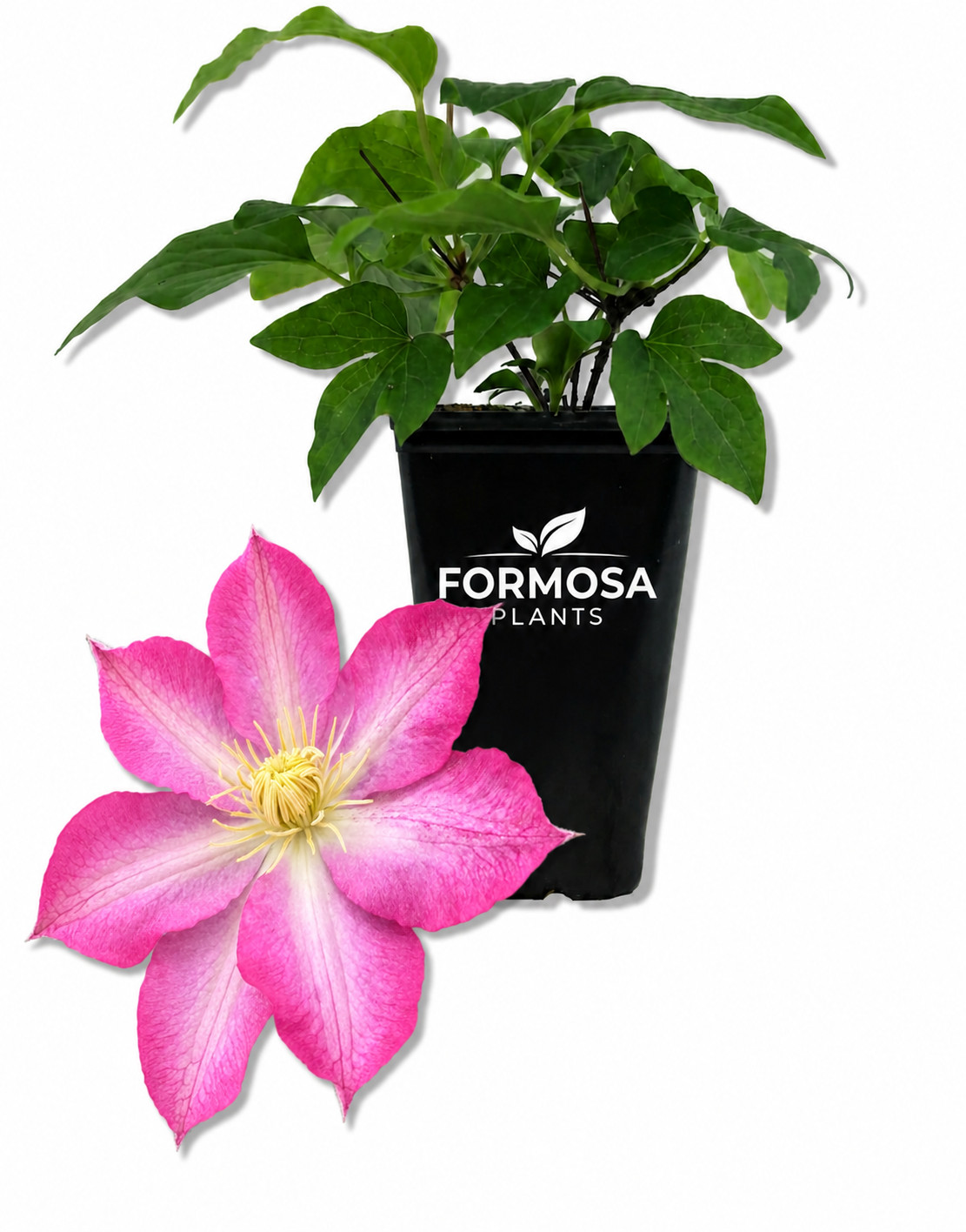 Clematis Asao – Live Plant in a 2 Inch Pot – Bold Flowering Vine-Clematis ‘Asao