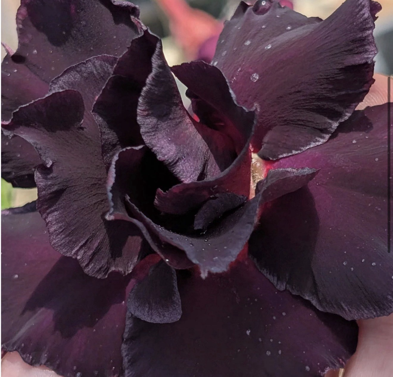 Black Sheep Adenium Obesum Grafted Desert Rose Plant,Very Rare!