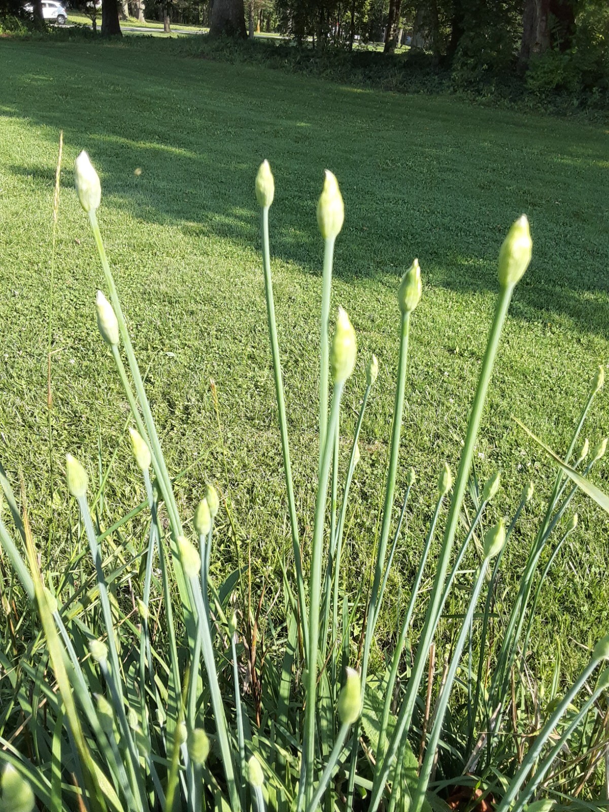 250+ Garlic Chive Seeds – MICHIGAN, USA GROWN! Organic, Heirloom, and non-GMO!