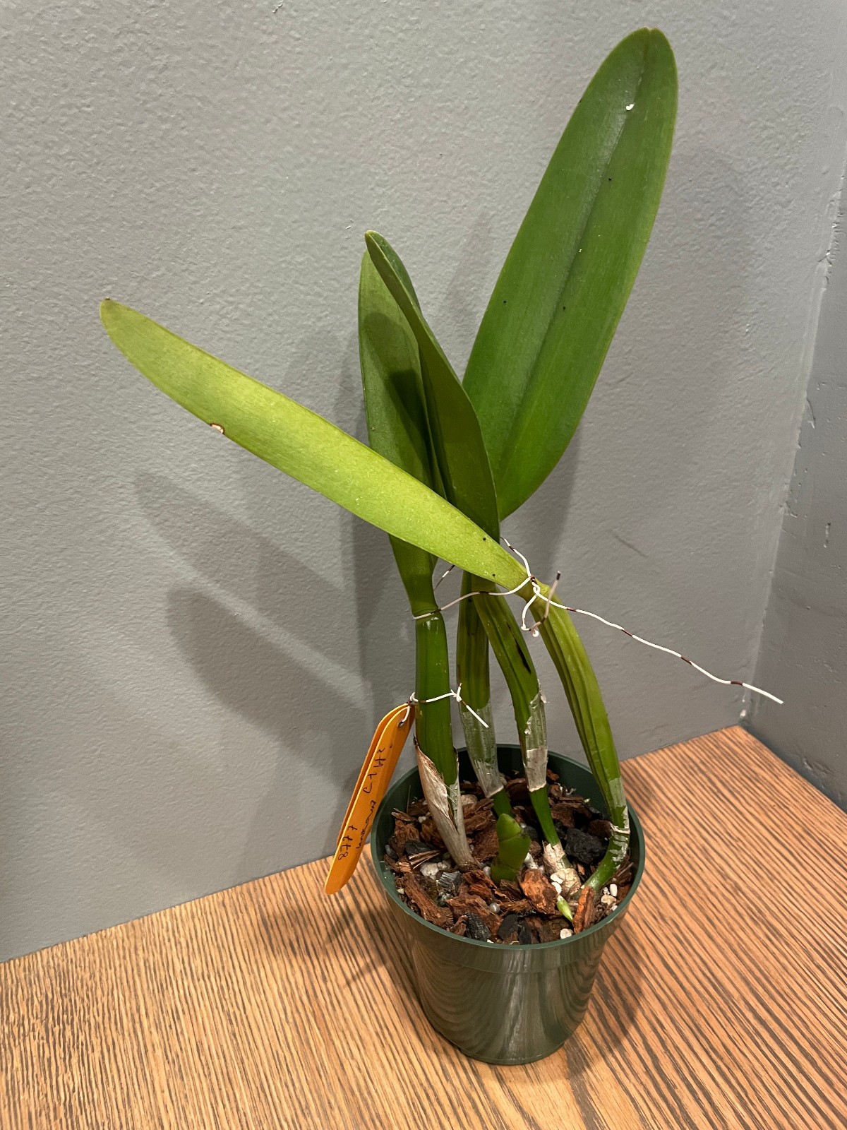 Blc. Gov. Nikki Haley (Kure Beach x George King) Cattleya Orchid Plant