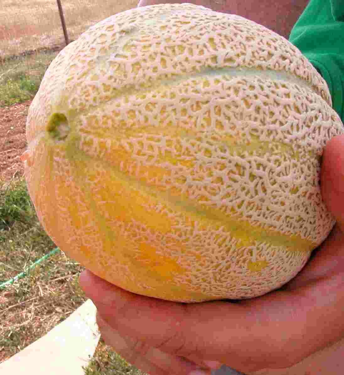 40 Rare Heirloom Pike Cantloupe Seeds Extremely Heat Tolerant 3-6LB Sweet Melon