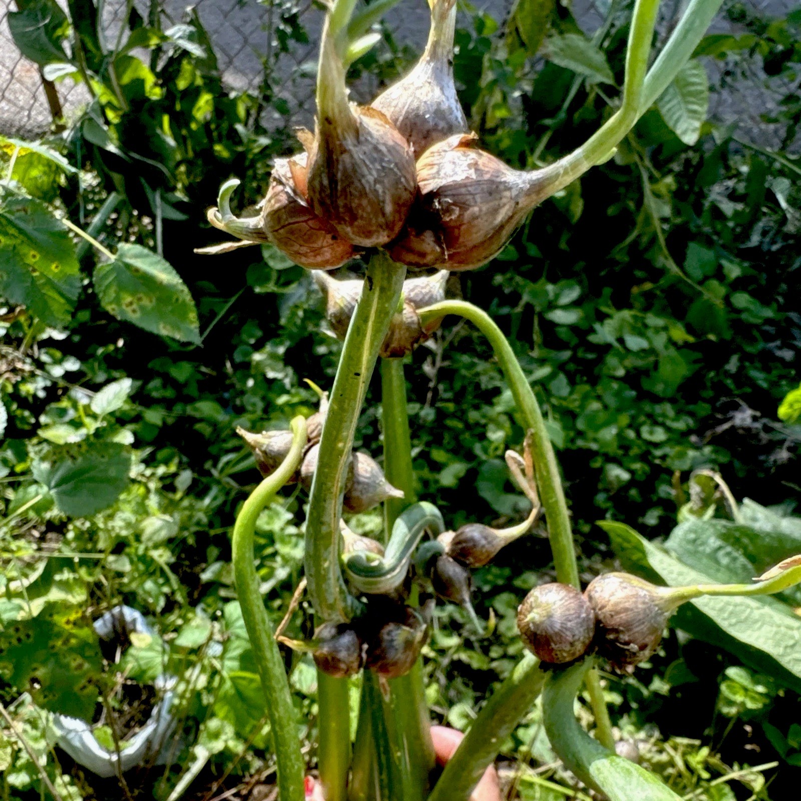 Egyptian Walking Onion Top Set Cluster of 25 plants matured plants see read
