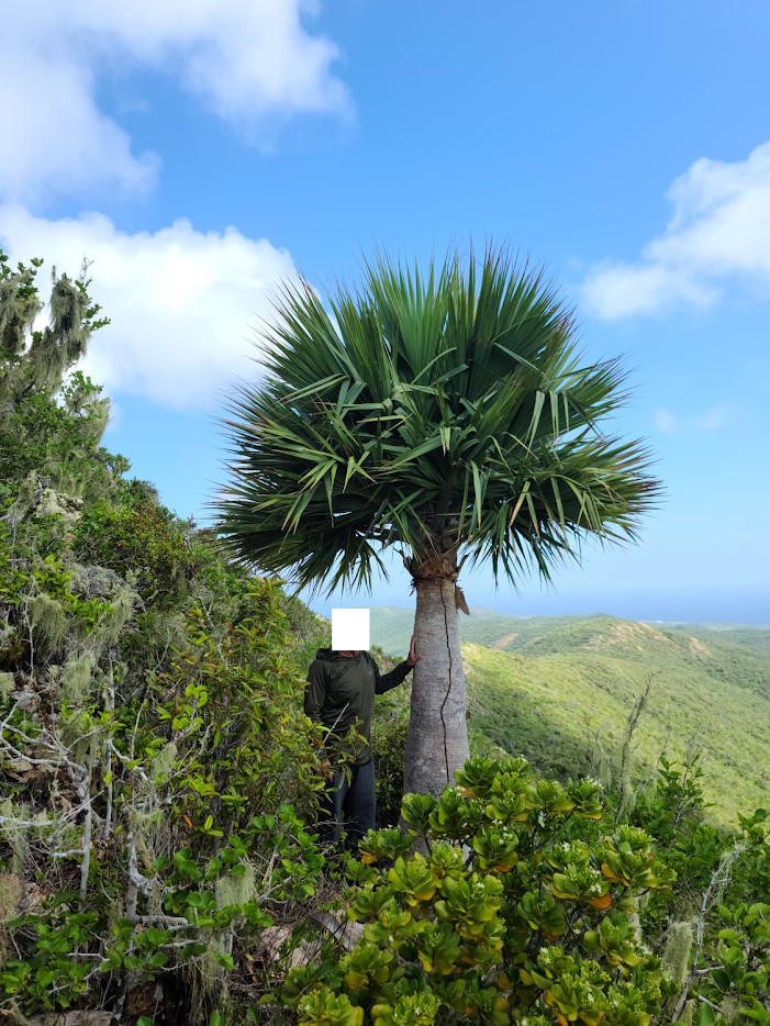 Sabal antillensis – Ultra-Rare Caribbean Palm | Conservation Grown | 3-Gallon