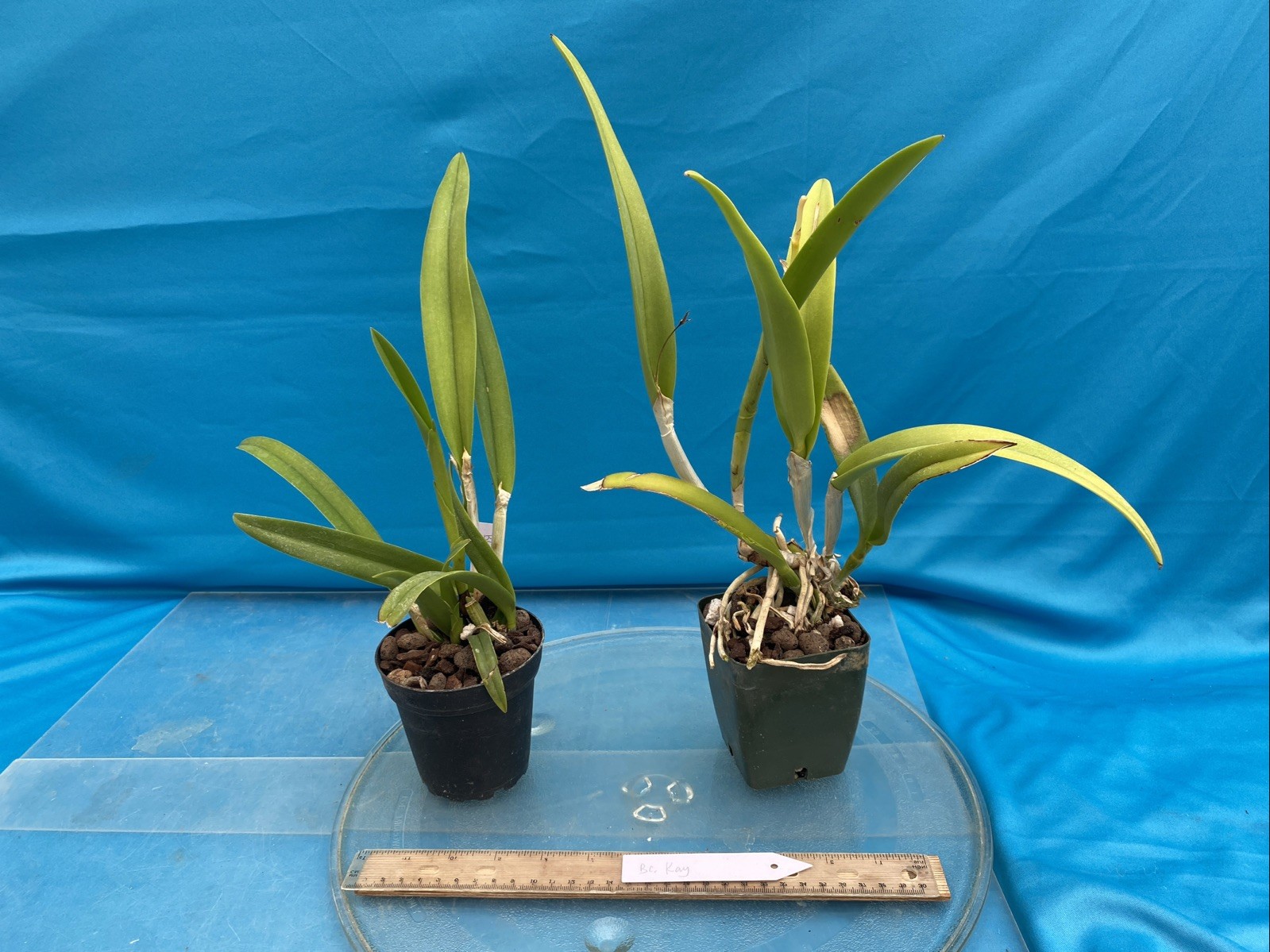 Brassocattleya Kay Purple White Fragrant Orchid Hybrid New Division 4” Pot
