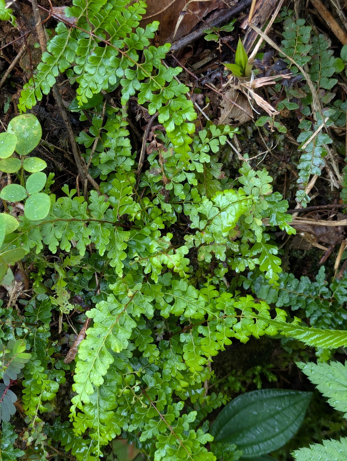 x2 EX Rare Bare : Odontosoria Ferns 3″in tall e/a Tropical Spreading Groundcove