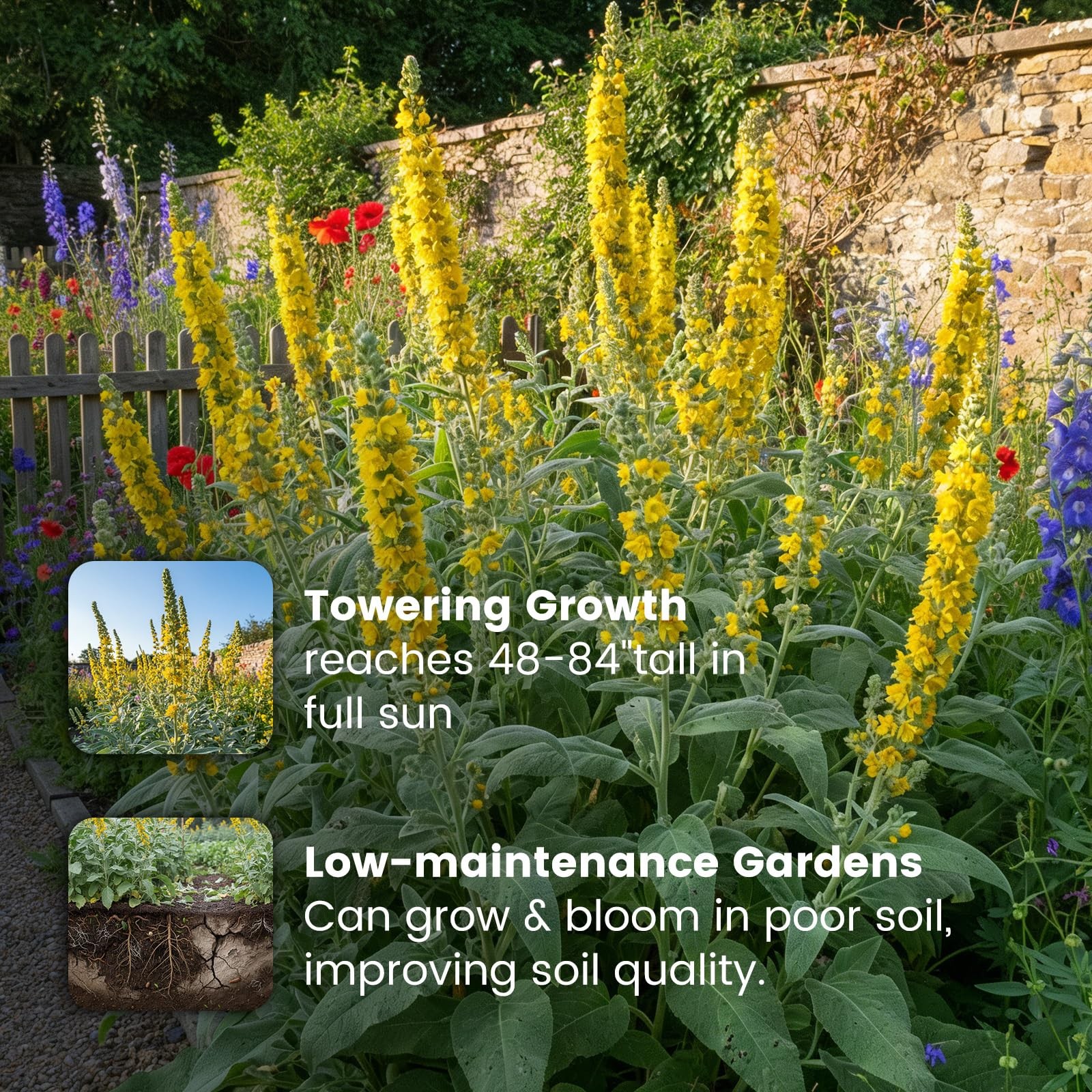 Fruivity 10,000+ Mullein Seeds for Planting(Verbascum Thapsus), yellow