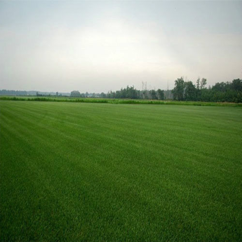 Double Eagle Centipede Grass Seed 1 Lb. – 2000 Sq.ft Coverage