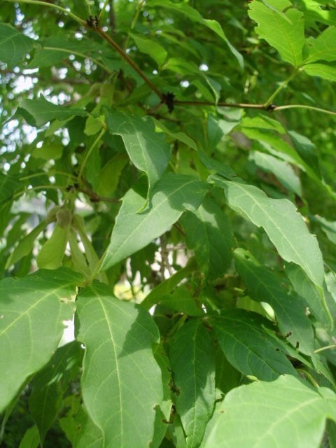 20 THREE FLOWER MAPLE SEEDS – Acer trifolium