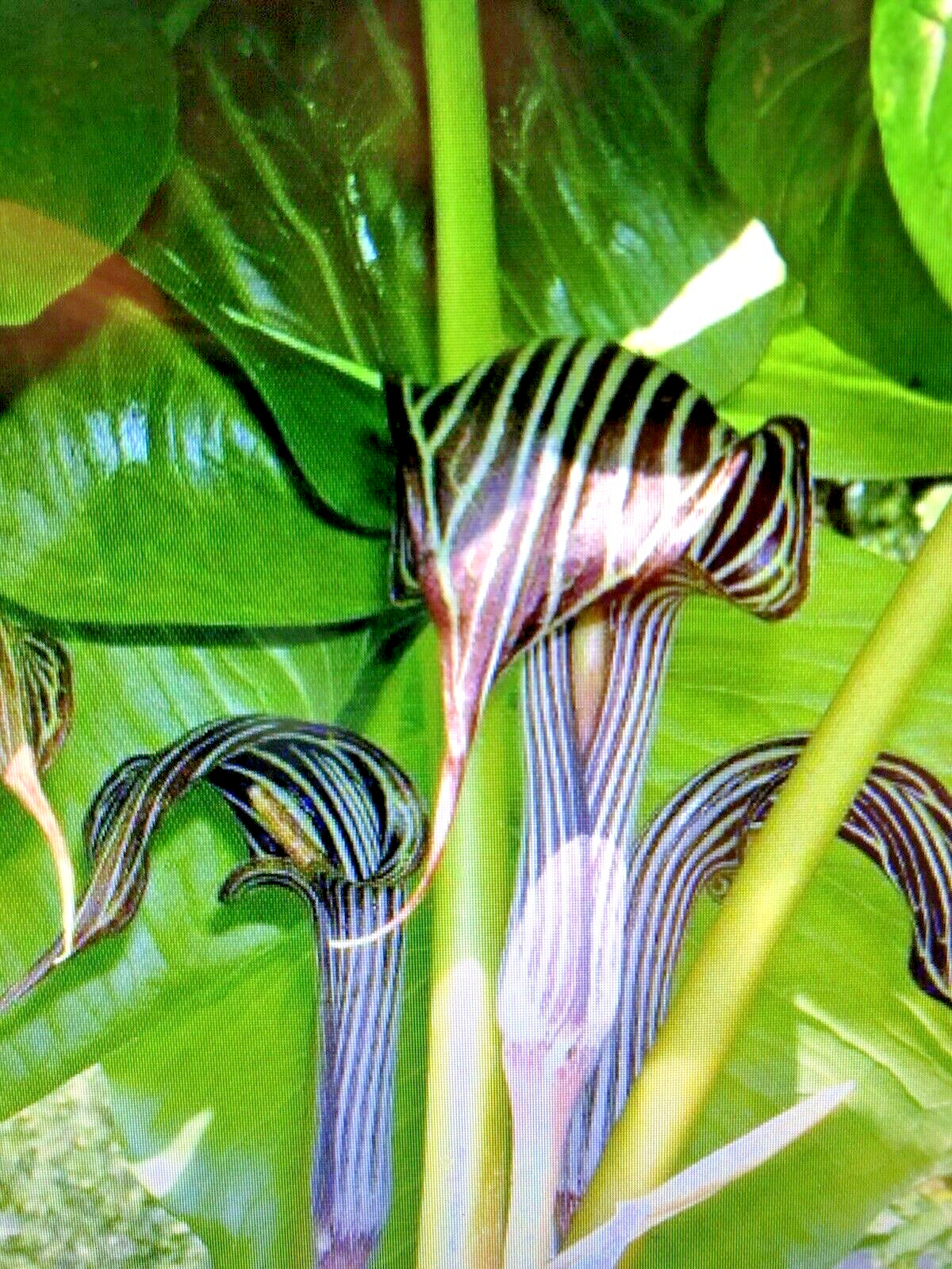 ARISAEMA FARGESII -1 Cobra Lily Bulb with Growing Shoot and Well Developed Roots