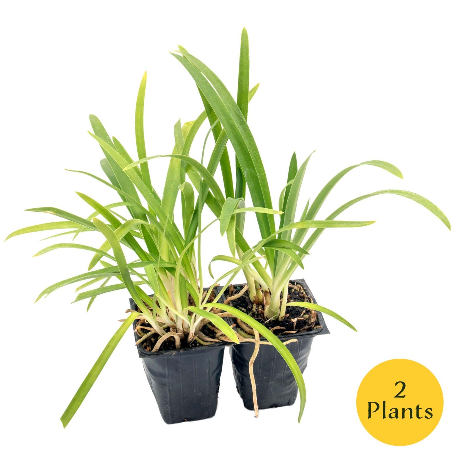 Frederick Street Park Agapanthus in 2.5” Nursery Cubes, Live Flowering Plants