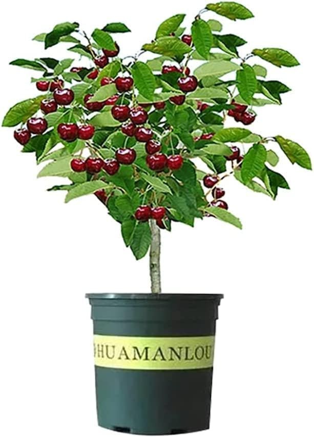 Black Cherry Fruit Tree Live Plant Seedling – Prunus Serotina, Great for Home an
