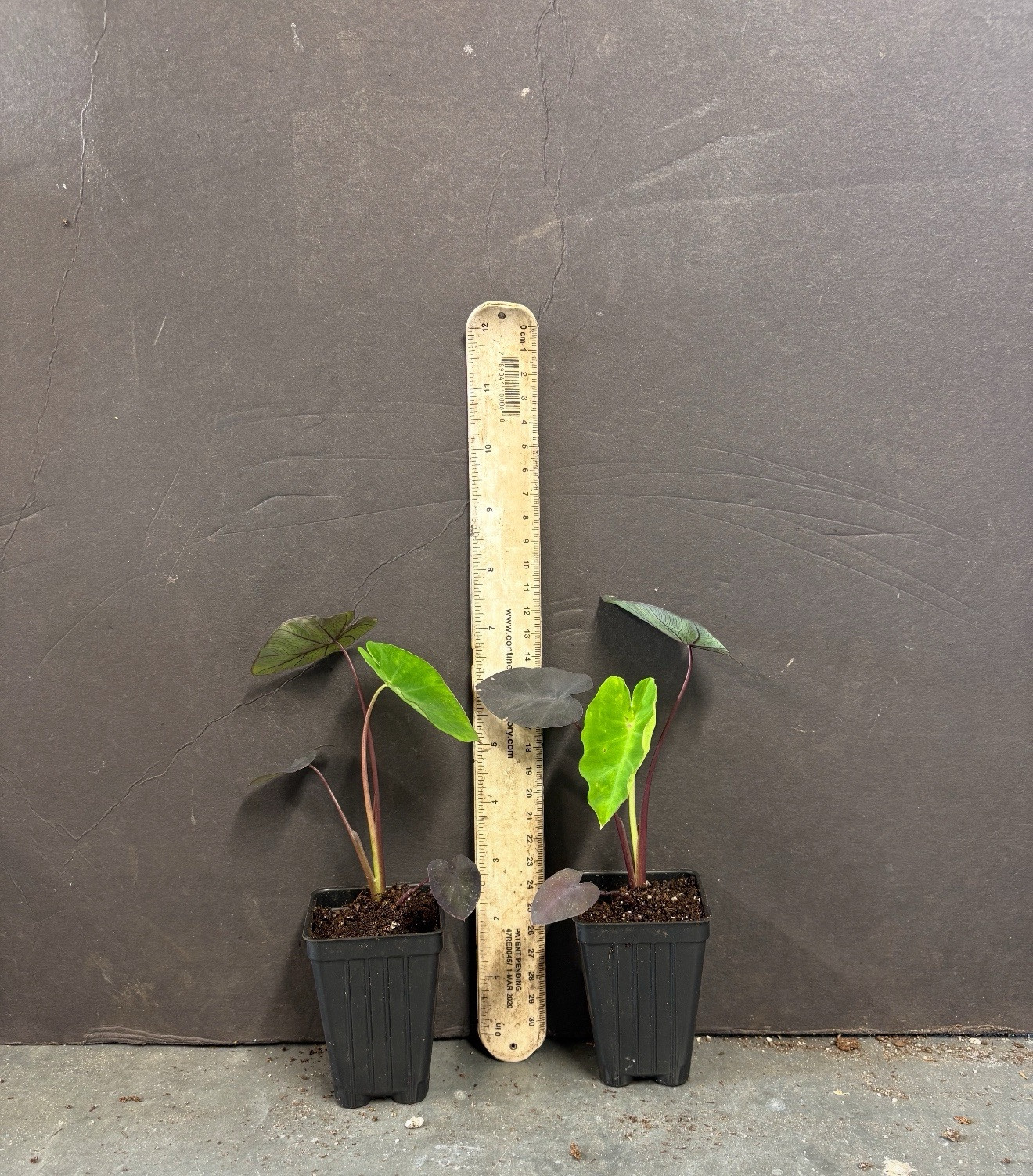 Black Lava – Colocasia esculenta- Elephant Ear – SMALL ROOTED STARTER Plant