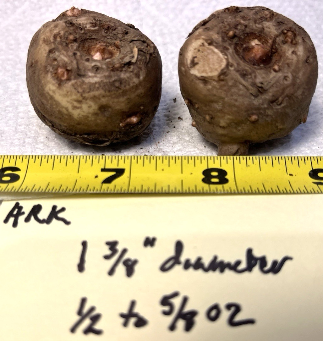 2 Small AMORPHOPHALLUS RIVIERI KONJAC Dormant Bulb, (Voodoo Lily) Arisaema