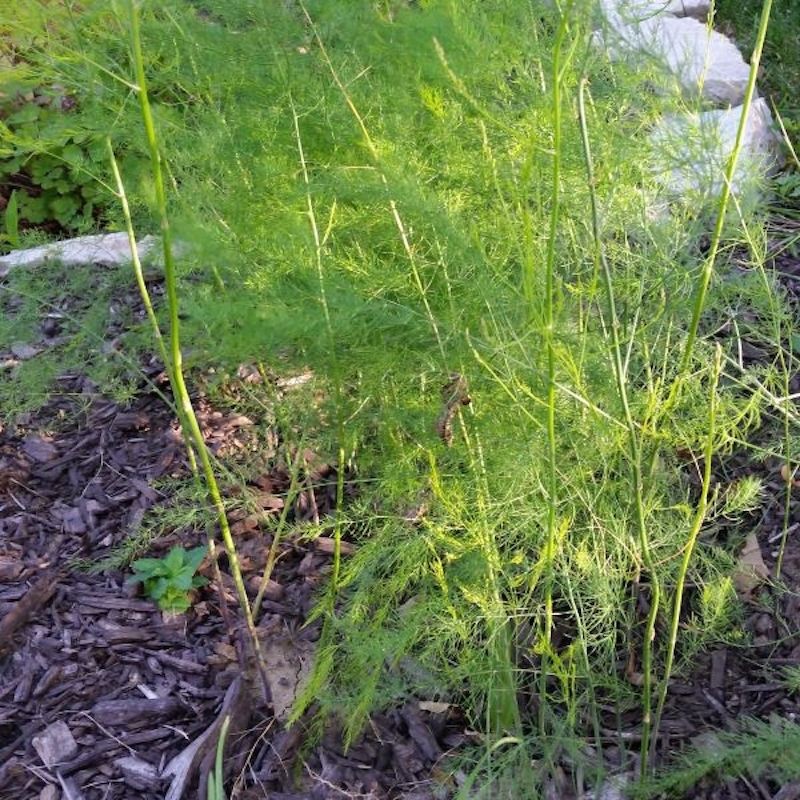 20 Jersey Giant Asparagus Roots – Asparagus officinalis – Bare Root