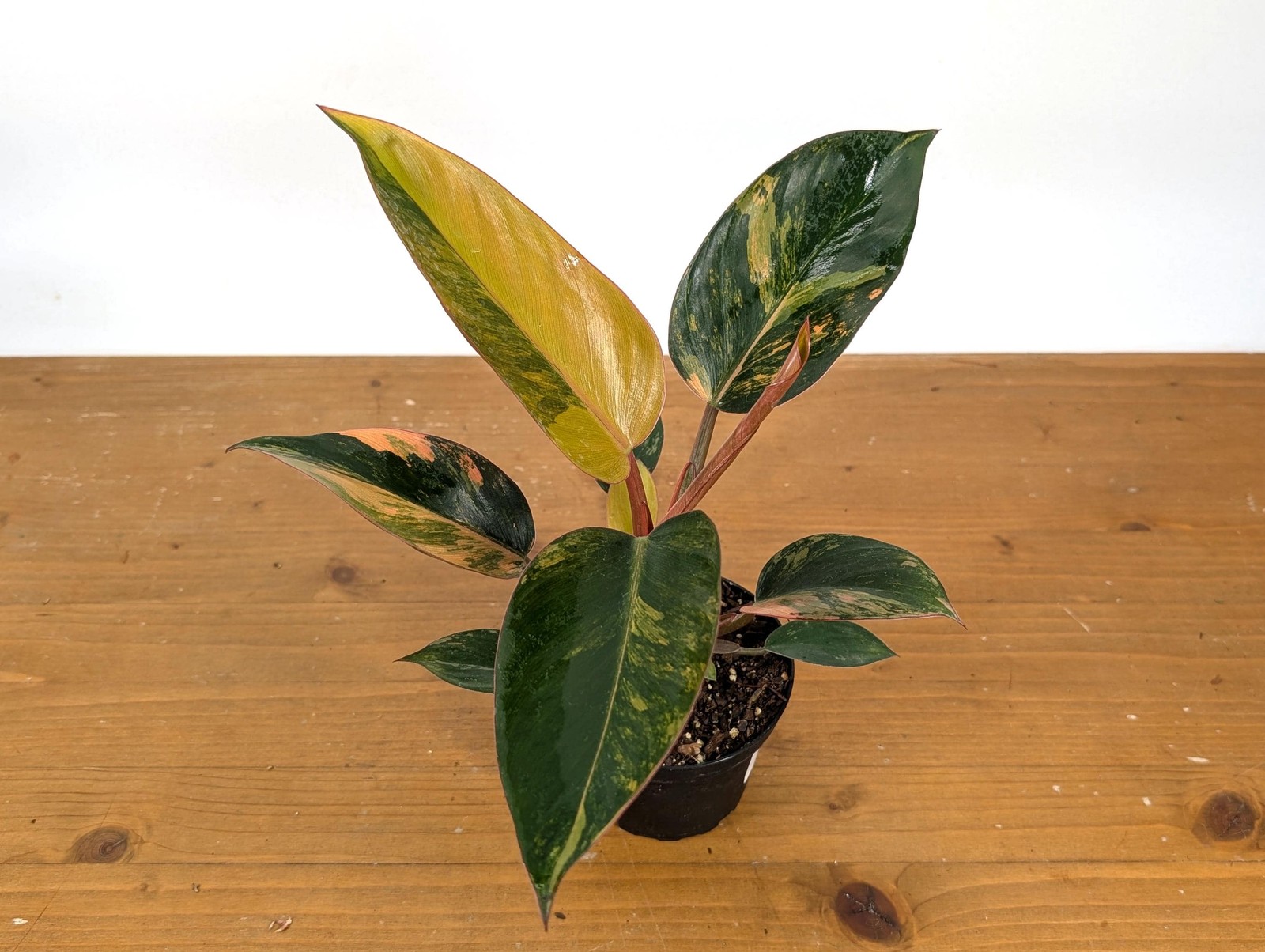 Philodendron Red Congo Variegated Plants | 4″ or 6″ pot