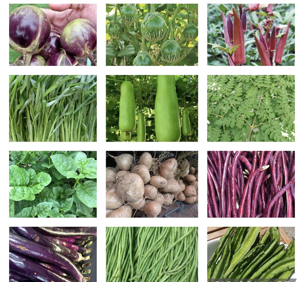 Set of 20 Packets Asian Vegetable Seeds for Planting. NON GMO