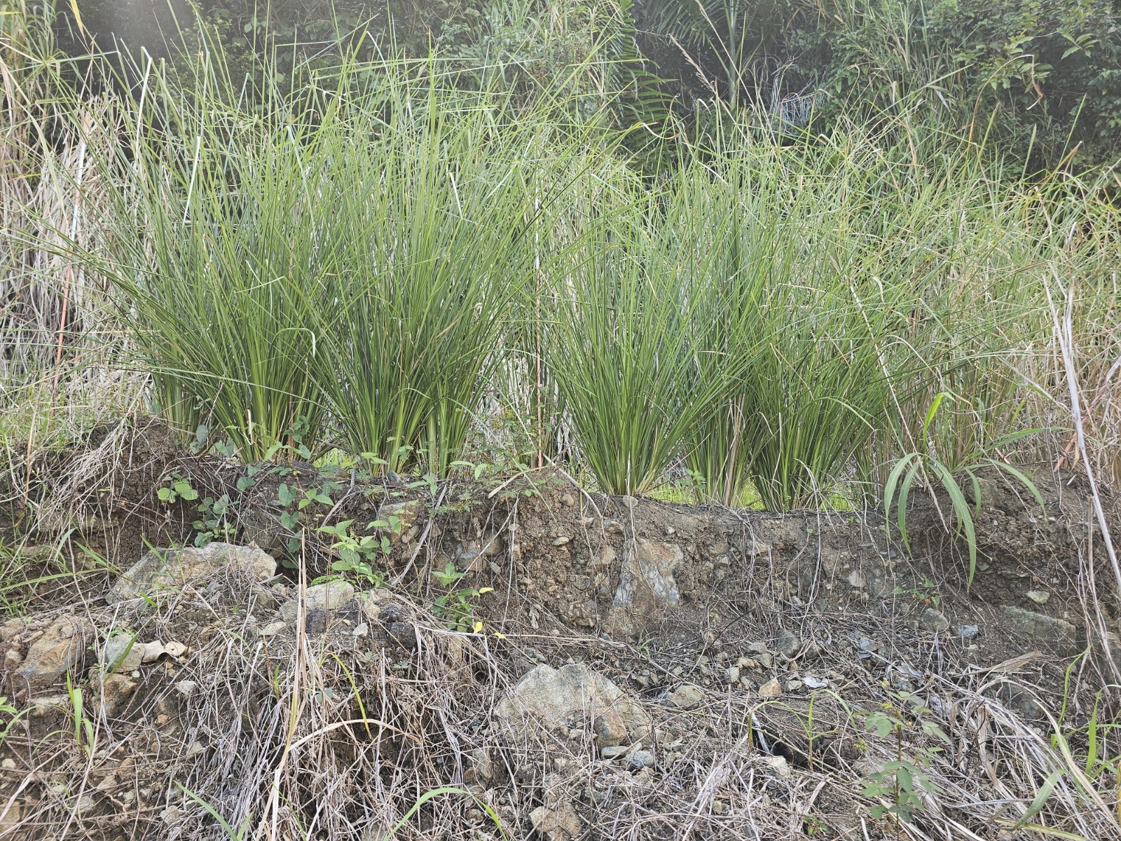 Vetiver live plant for EROSION CONTROL & Ornamental use