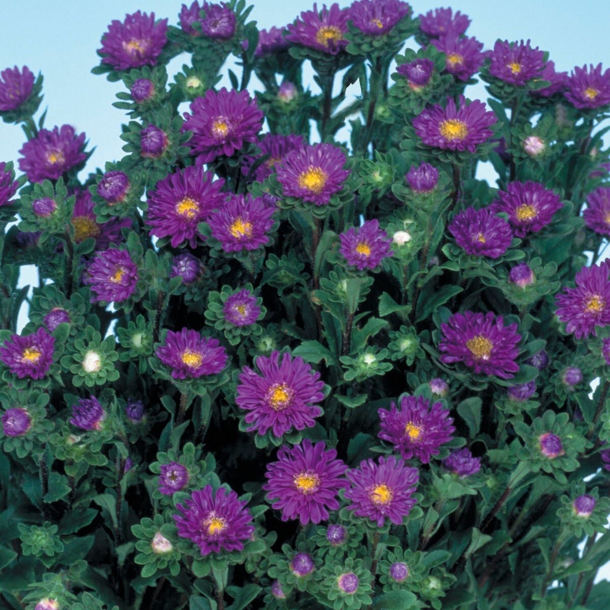 Aster Seeds 50 Seeds Aster Serenade Blue Cut Flower Seeds