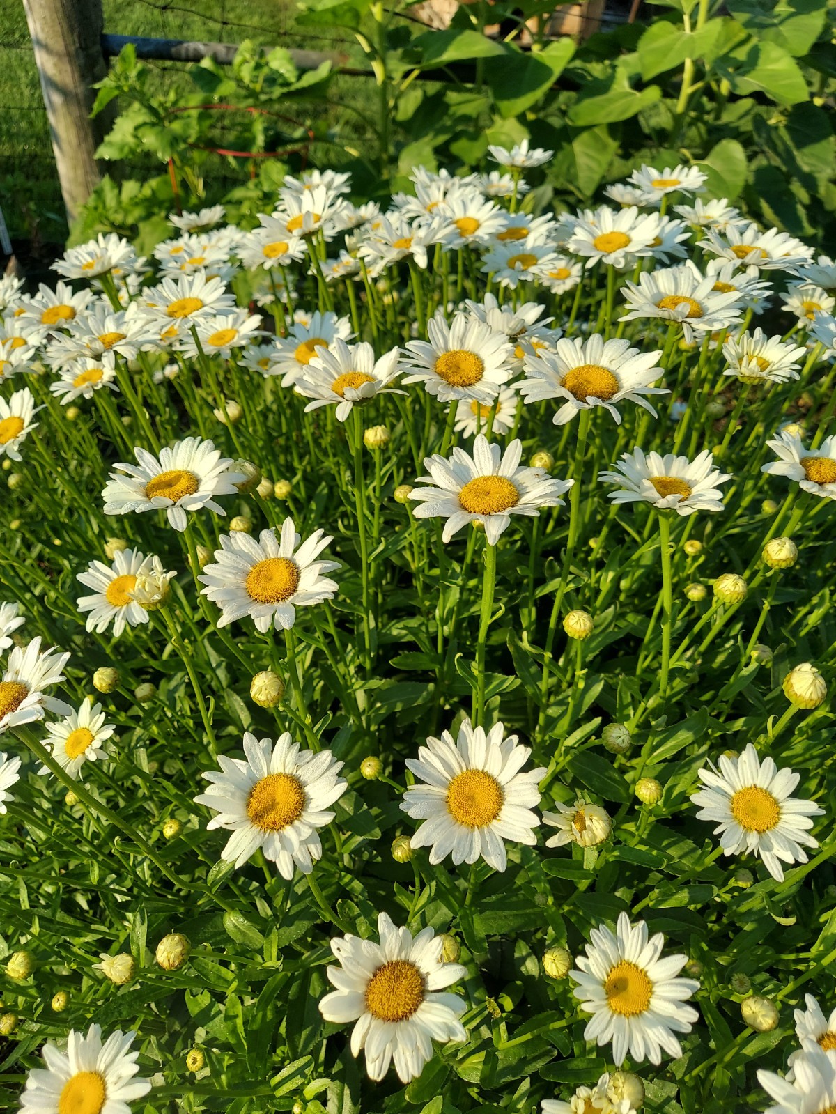 15 MATURE Shasta Daisy White Perennial Live Plants Bare Root ORGANICALLY GROWN