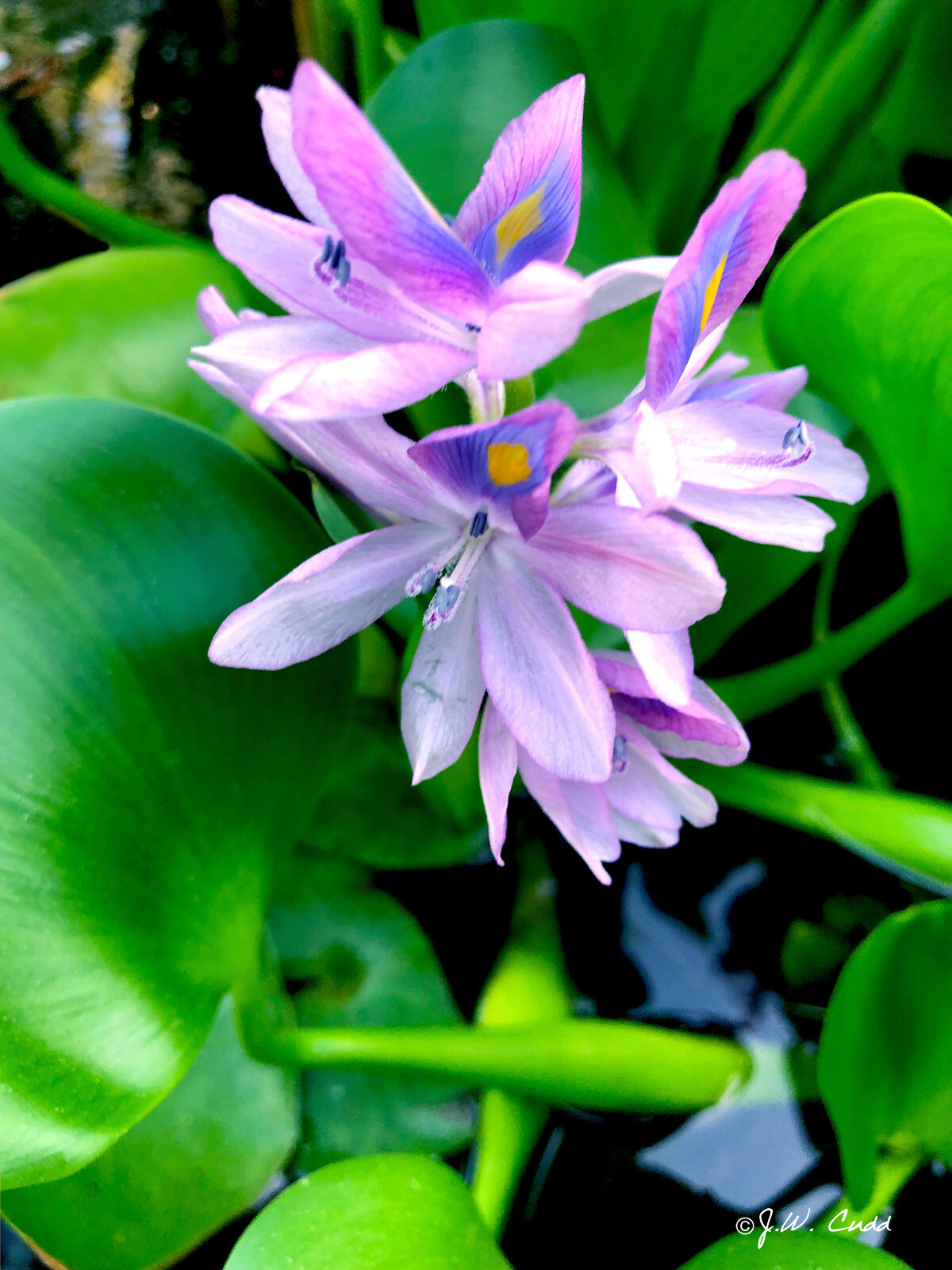 3 Water Hyacinths Aquautic Plant Tuber Rhizome (Live Plant) Purple