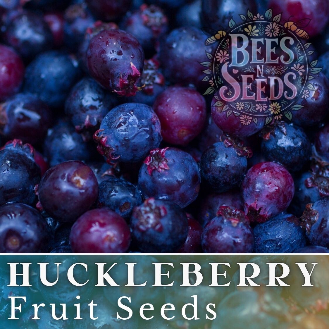 Azure Huckleberry Seeds 125, 300 or 500 Seeds Flower, Flower Seeds, Non GMO