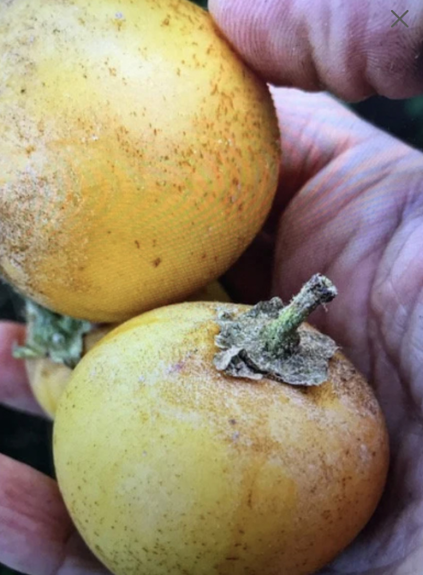 Super Rare and Tasty ! Brazilian Sunberry Organic Seeds (20). Solanum oocorum.