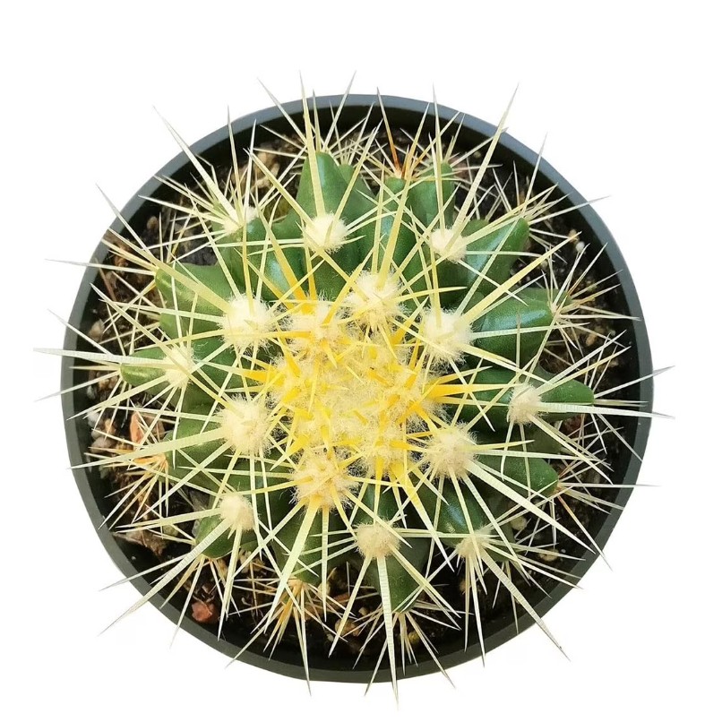 Echinocactus Grusonii ‘Golden Barrel Cactus’, Currently in a 4″ Container