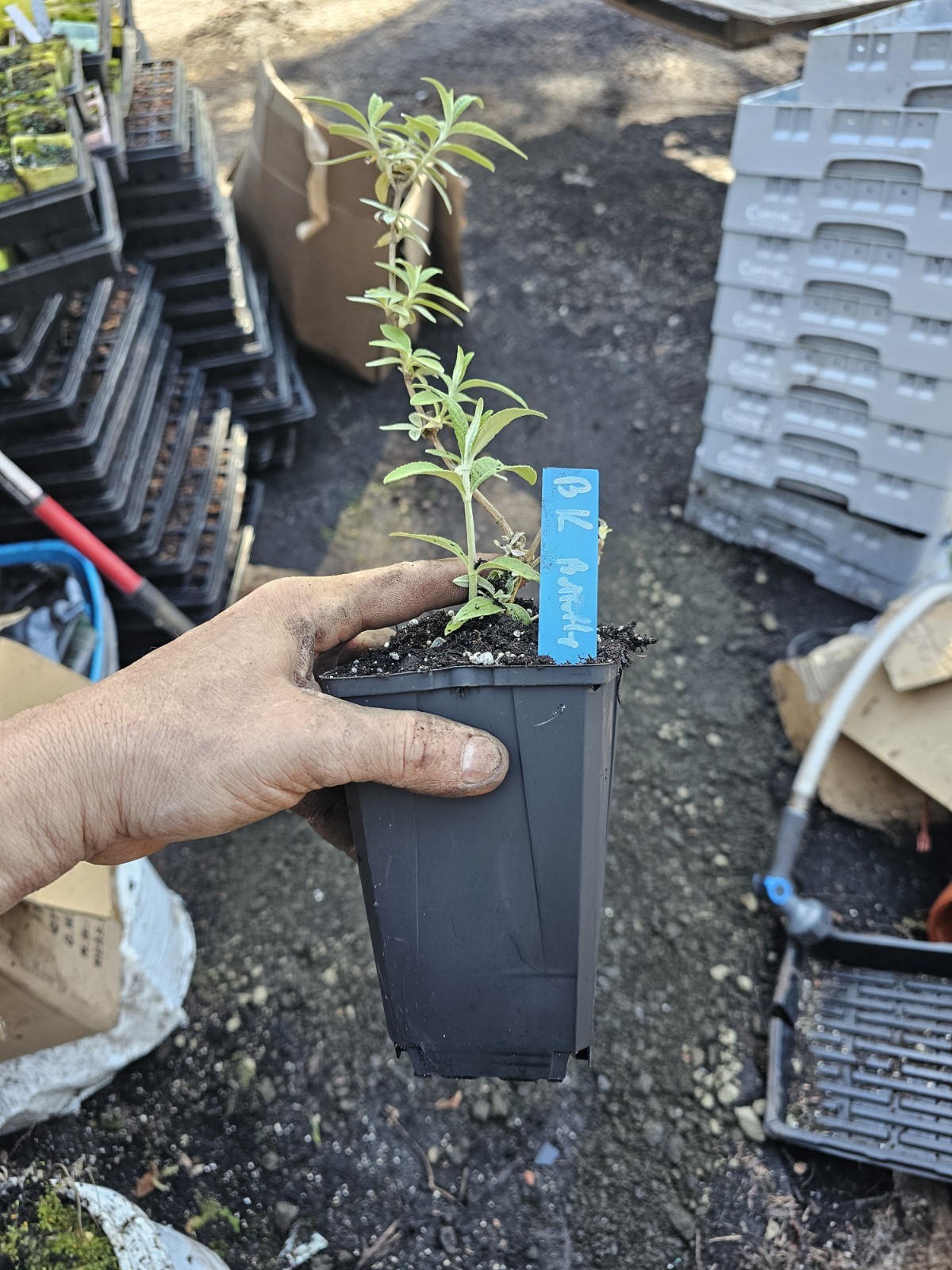 one large BLACK KNIGHT DWARF BUTTERFLY BUSH purple flower in 6″ pots