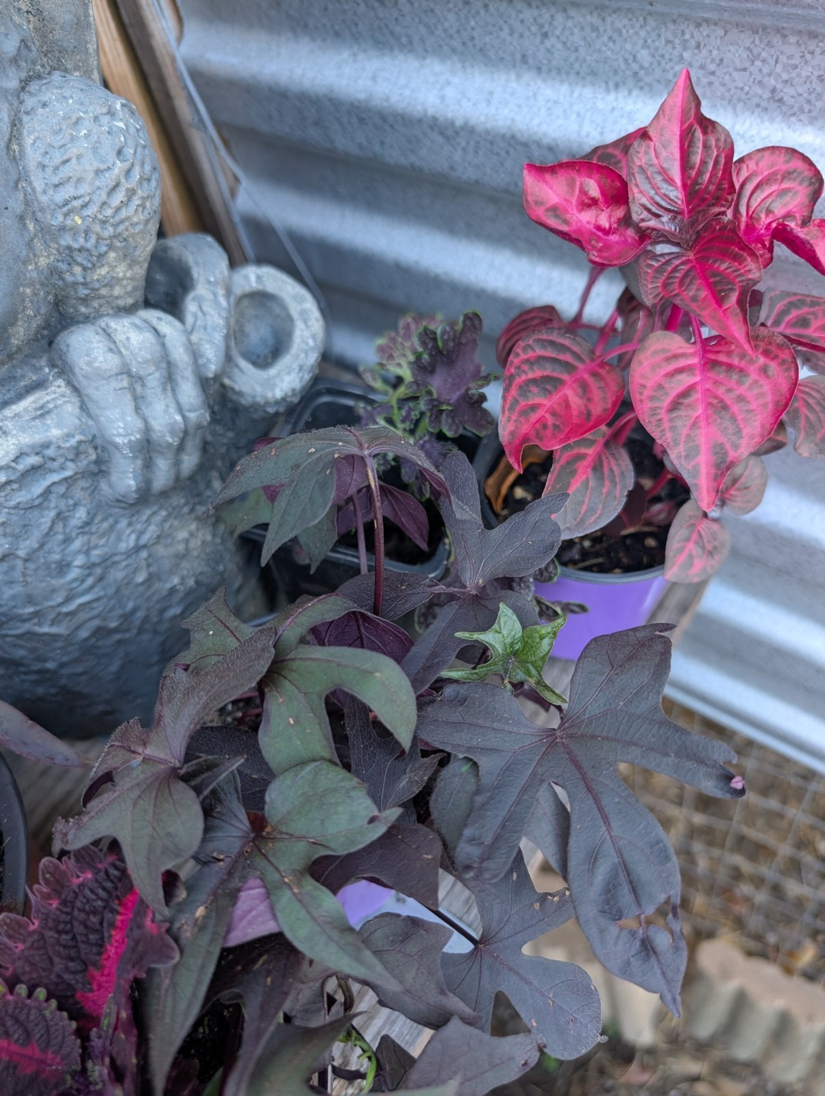 Goth Live Plant Bundle Dark Foliage Houseplants Black Purple Red Witchy Decor