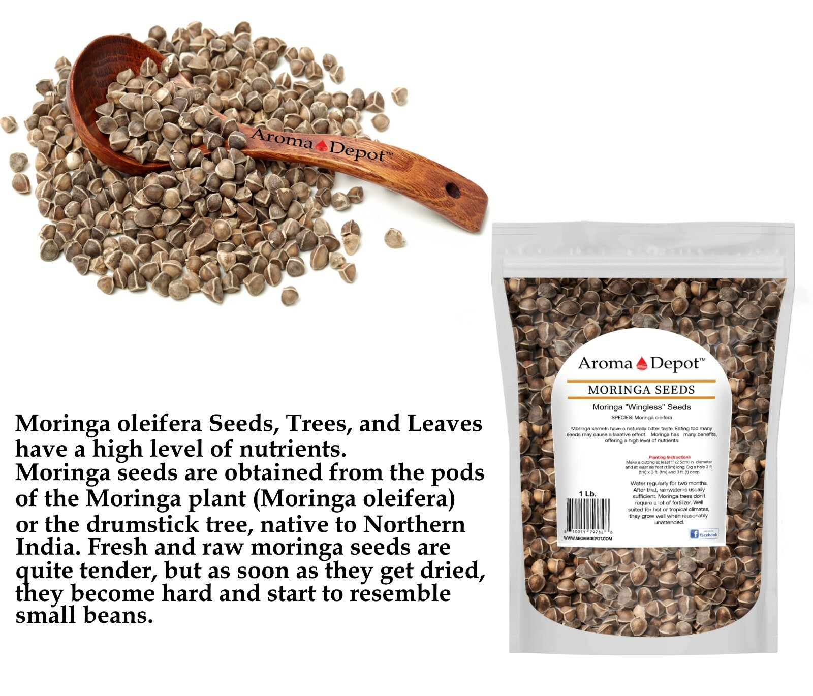 Moringa Seeds 10 oz. Wingless 1000 Semilla de Moringa Oleifera Pepas Malunggay