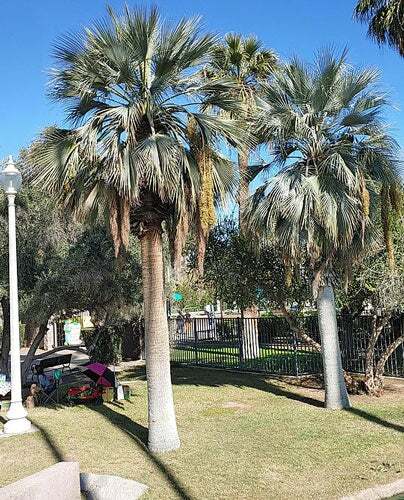 Brahea armata | Blue Hesper Palm | Gray Goddess | 5 Seeds