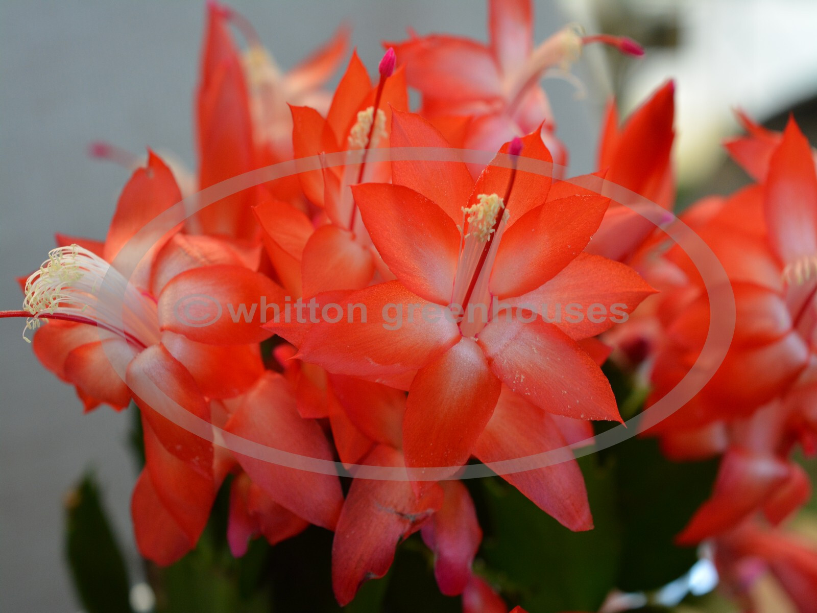 Christmas/Thanksgiving Cactus Assortment – 5 Starter Size Plants – All Different