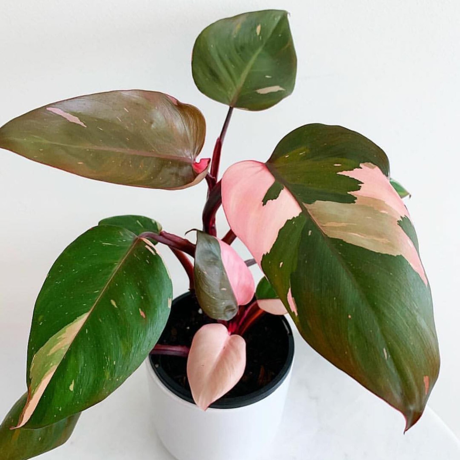 ~~PINK PRINCESS~~Variegated Philodenron SMALL Rooted Starter Plant~~VERY RARE!