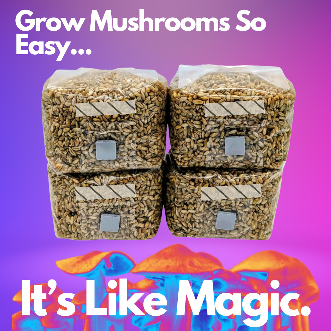 4 – 1lb Grain Spawn bags Rye Berries w/ Injection Ports Mushroom Growing How To