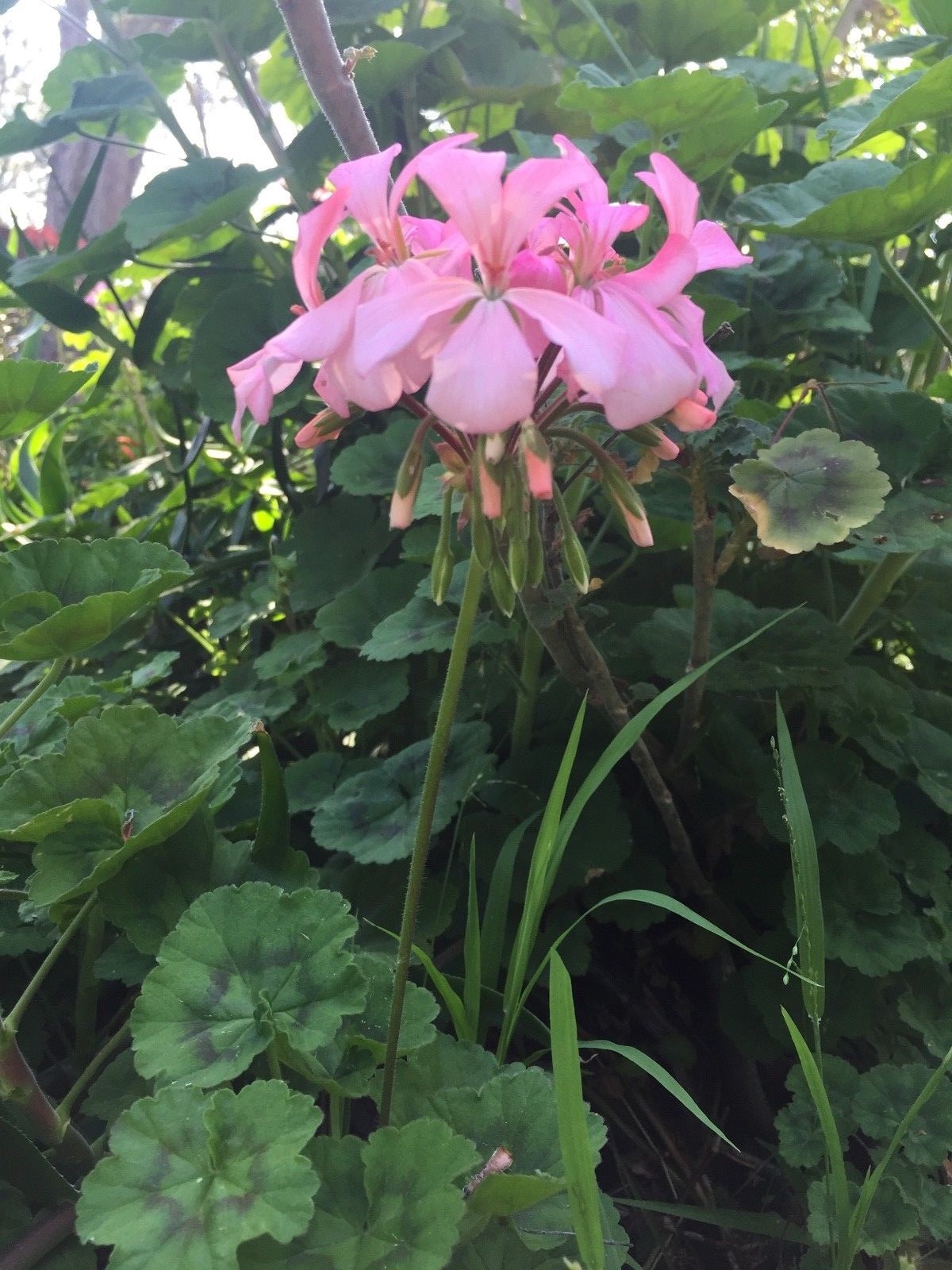 BUBBLEGUM PINK PELARGONIUM ZONAL GERANIUM FRESH LIVE PLANT 4 X 8″ CUTTINGS