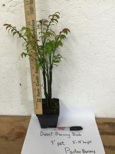 Dwarf Burning Bush plant 4″ pot Hardy Shrub (Euonymus alatus)