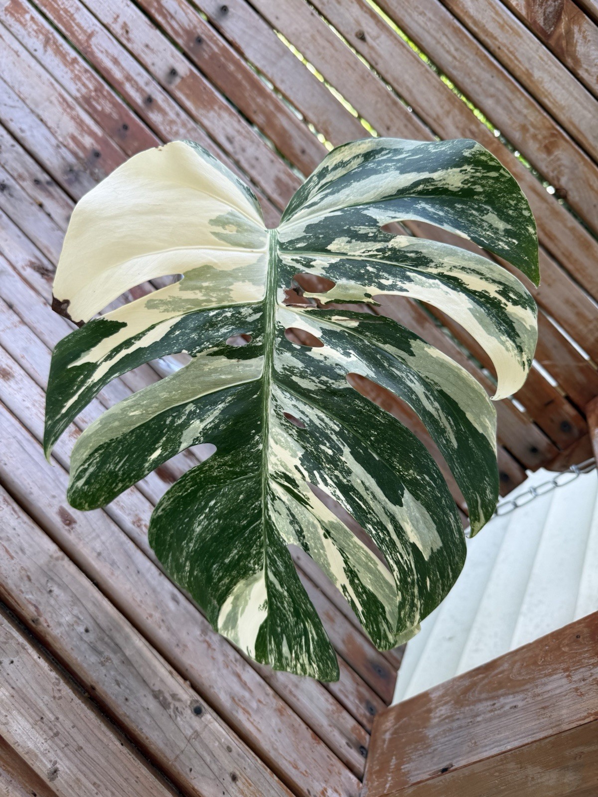 Monstera Albo Borsigiana HIGH Variegated Cutting – Large Leaf- Plant E