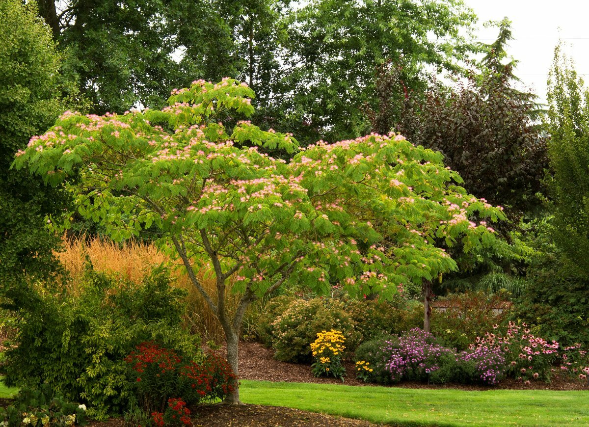 MIMOSA TREE SET OF 20 SEEDS