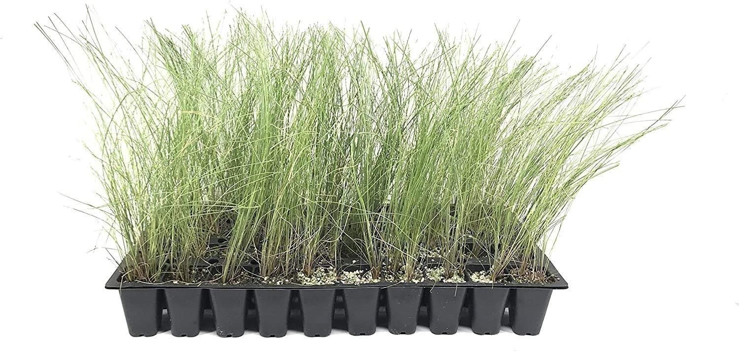 Muhly Grass | 2 Inch | Live Plants | Muhlenbergia | Ornamental Grass