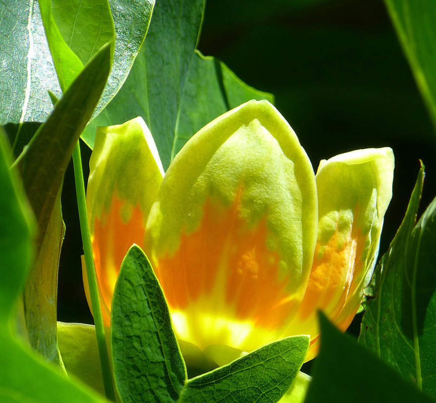 1-1000 PCS American Tulip Tree Seeds Liriodendron Tulipifera Yellow Flower 0160