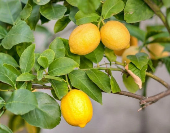 Meyer Lemon Grafted Tree – 1-2ft – 1gal – Sweet Lemon Tree for Containers, Patio