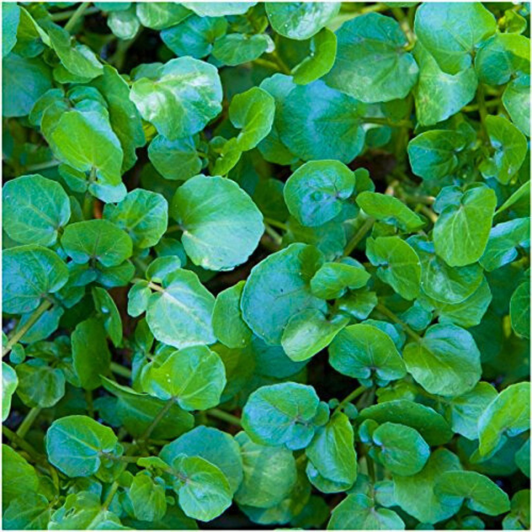 Fresh Green Watercress Seeds | Xi Yang Cai | Heirloom Non-GMO | Vegetables Seeds
